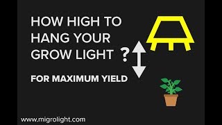 https://www.migrolight.com We show you how high to hang your grow light for healthy growth and maximum yield. You can apply 