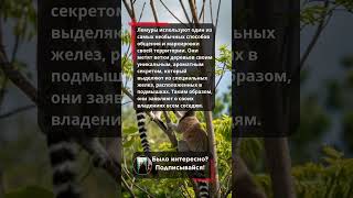 👃 Метят ветки ароматом из подмышек! Странный секрет лемуров. #shorts #животные
