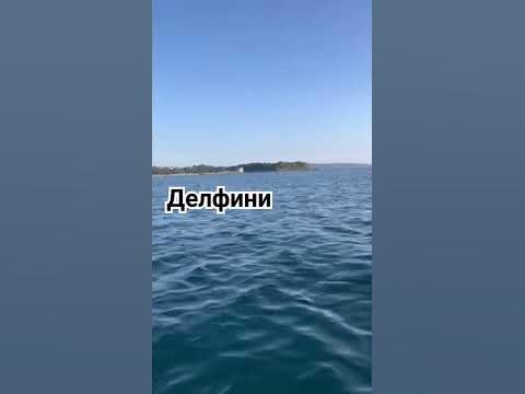 делфини в черно море - YouTube