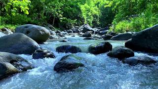 Gentle River Flow for Calm, Focus, and Study Sounds