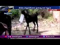 Viral video: Govt employee runs after a goat as it ran away with file