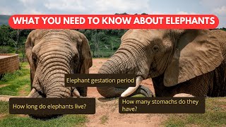 🐘 15 Weird & Surprising Facts About Elephants You Didn’t Know! 🌿