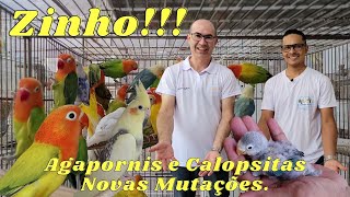 CRIADOURO GARAI CRIANDO NOVAS MUTAÇÕES DE AGAPORNIS E CALOPSITAS!!!