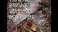 The Fascinating World of Arachnids ile ilgili video