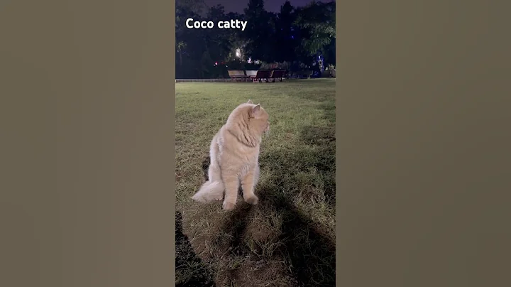 Video 11626751: persiancat persians, persiancat cat funny pets, persiancat cats funnycats