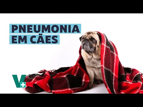 Vídeo: Endurecimento Fibrótico Dos Pulmões (pneumonia) Em Cães