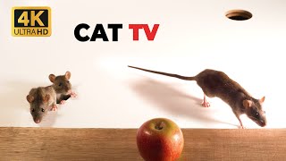 Cat TV ~ Mice in The Jerry Mouse Hole 🐀 8 HOURS 😹 Videos for Cats by Best Cat Games & Videos 9,584 views 2 weeks ago 8 hours, 35 minutes