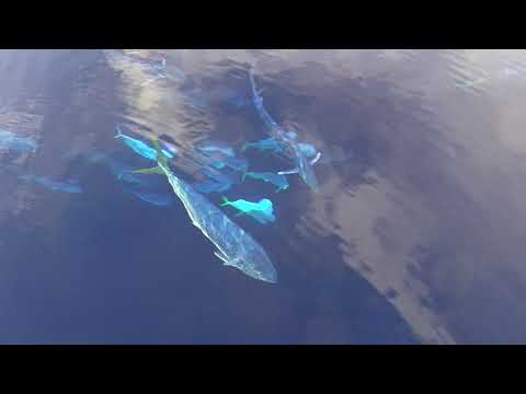 Стая рыб семейства корифеновых преследуют весельную лодку "Тургояк".