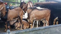 Cara Sukses Ternak Kambing Jawa Randu - 78 Farm Jogja - 0812-2838-0678 - Durasi: 0.49. 