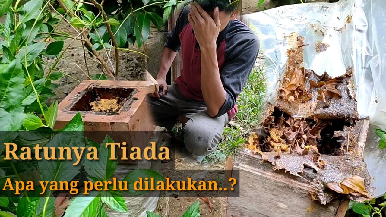 Koloni kelulut tampa ratu ini penyelesaiannya