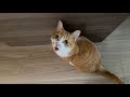 夜勤明けのママを猫に起こさせないためのミッション!!