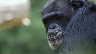 ANTH 2280: Human Evolution and Biological Anthropology Course Trailer (2023-24)