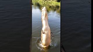 Jacaré no passeio no Pantanal. Ele veio faminto #viagem #jacaré #turismo