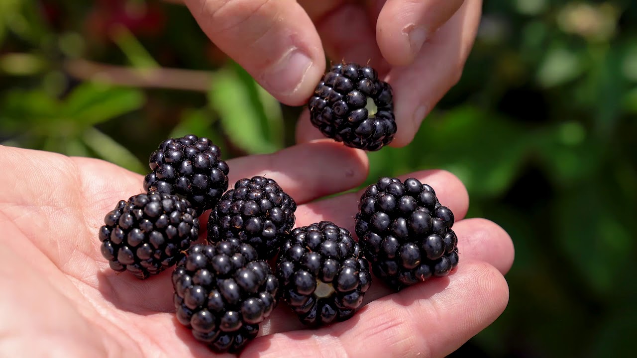 Arkansas Blackberry Osage YouTube