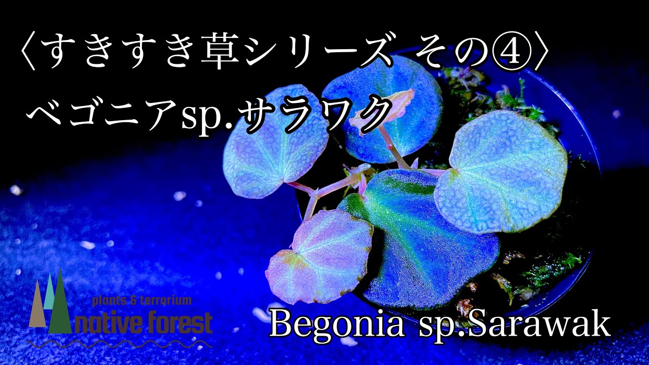 すきすき草シリーズその④》ベゴニアsp サラワク【青光りベゴニア