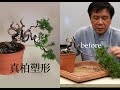 夏∣真柏塑形創作-1∣半懸崖樹型 ◤林慶祥盆景藝術教學◢ Juniperus chinensis var. Bonsai in Taiwan