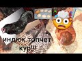 ИНДЮК ТОПЧЕТ КУР!!!          Мой ПЛАН на американца!!!