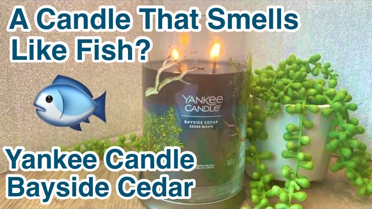 Yankee Candle Bayside Cedar Review (smells like fish) 🕯️🐟 YouTube