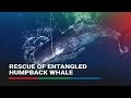 Two-day rescue succeeds in freeing entangled humpback whale off Australia