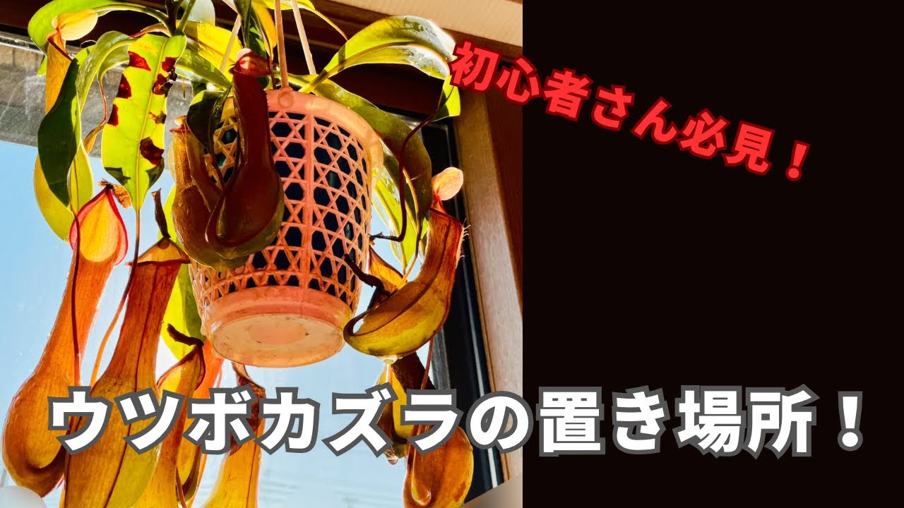［食虫植物初心者さん必見！］ウツボカズラの置き場所や管理を分かりやすく解説！