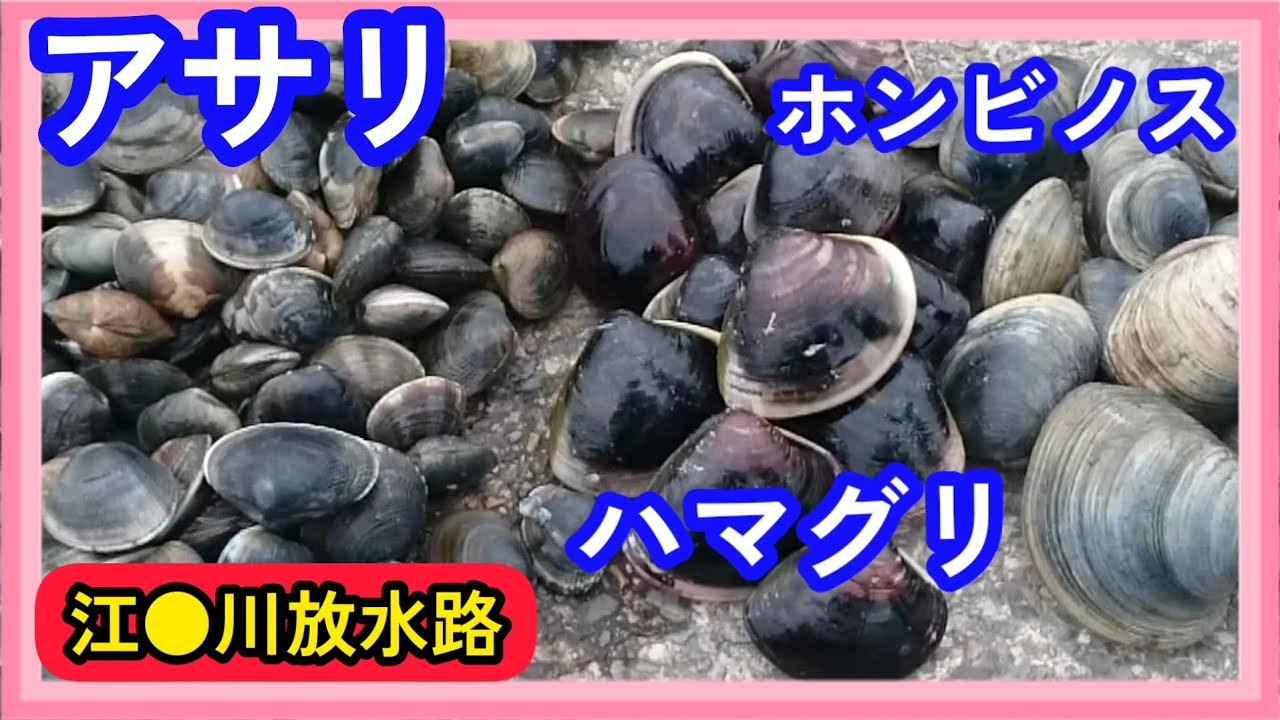 【潮干狩り】江●川放水路でアサリ！😍ハマグリ！😭ホンビノス！😍2023春
