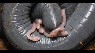 That’s Wild: Wormlike Amphibians Who Lactate? by Center for Biological Diversity 2,328 views 2 months ago 51 seconds