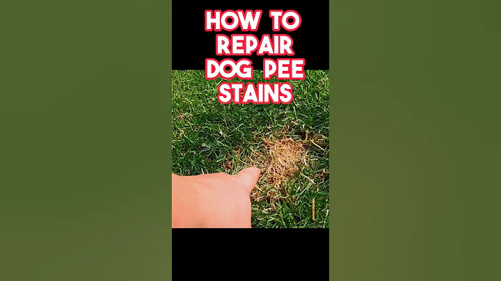 Fastest way to repair dog pee stains on any lawn - DayDayNews