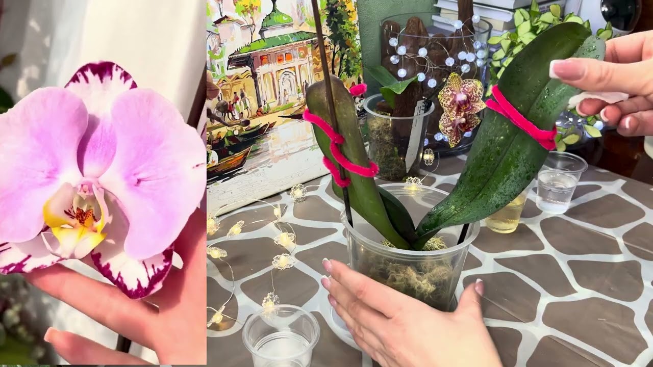 Як підживити ослаблені #орхідеї? Препарати для орхідей серії Shogun #phalaenopsis #orchid #flowers 