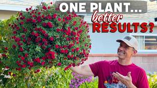 I Only Used ONE Plant Per Basket This Year... Here's Why | Simple Hanging Baskets