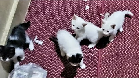 Video 11243901: persian cat mother, cat kitten play fun