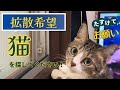 【拡散希望】猫を探してください！！お願いします！！[Hope to spread] Please look for a cat!! Please!!