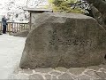 音無親水公園の桜