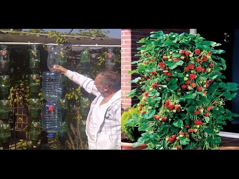 Video: Jardines De Fresas Colgantes