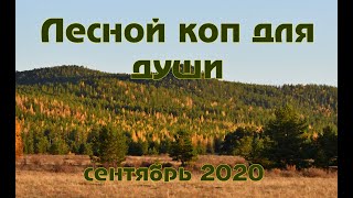 Лесной коп 2020 в Зерендинском районе