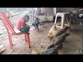 monkey YoYo.YoYo Play with chickens