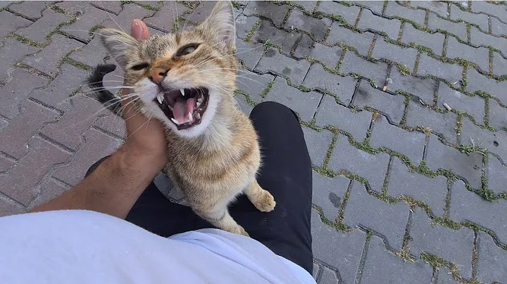 Watch the video about Cute Tabby Cat climbs into my lap and meows asking for Food.