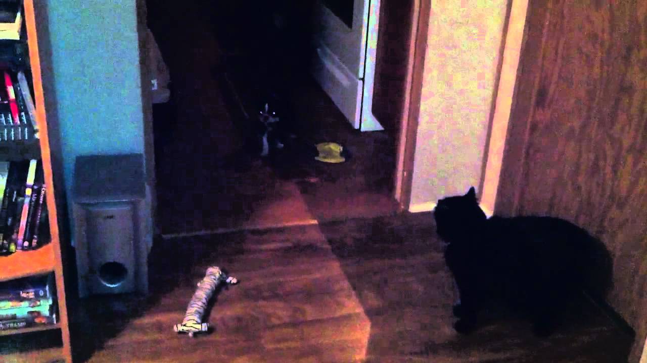 Puppy barking at cat YouTube