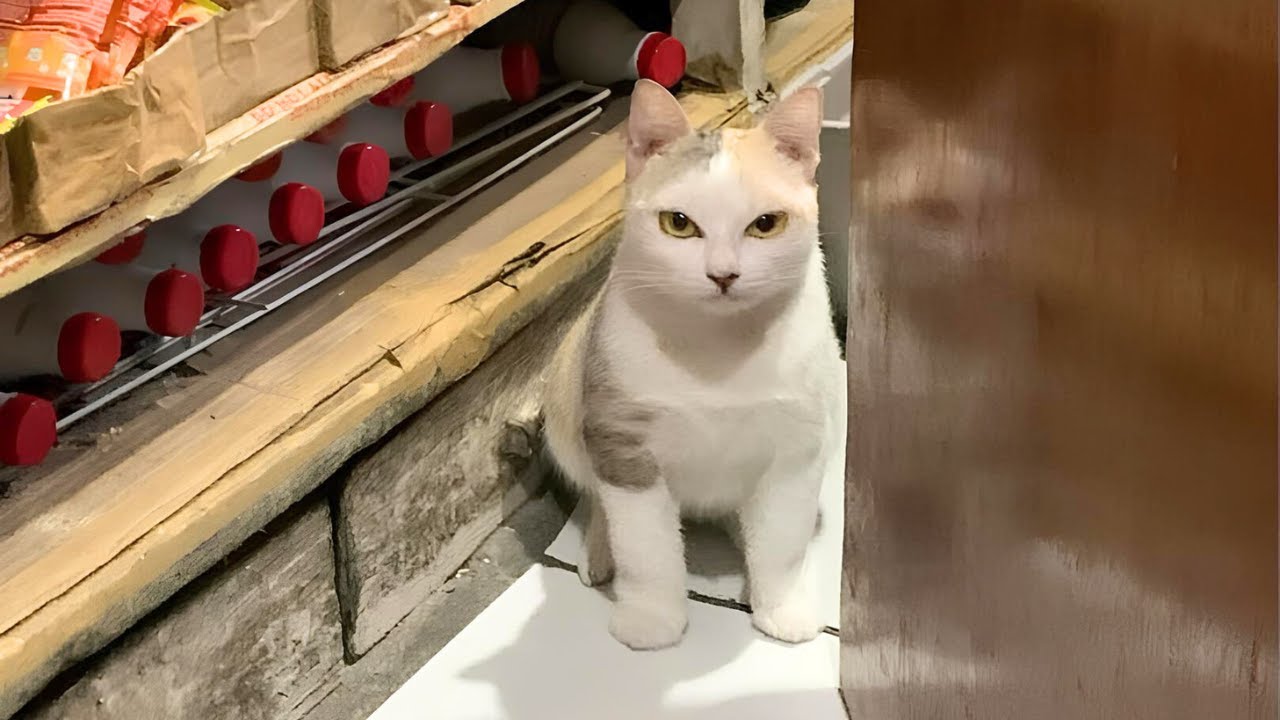 When You Have Gangster Cat in Your House 😂