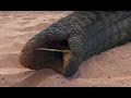 Agonising Wait For Elephant To Wake Up | This Wild Life | BBC