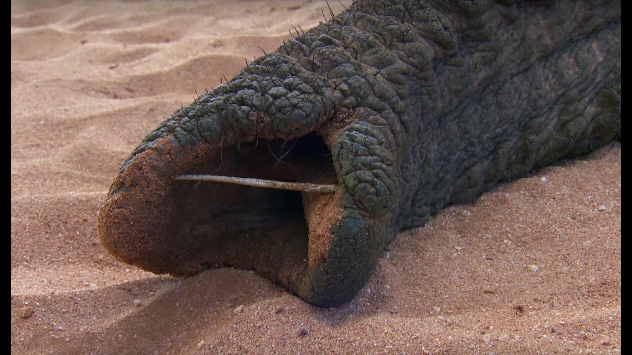 ⁣Agonising Wait For Elephant To Wake Up | This Wild Life | BBC