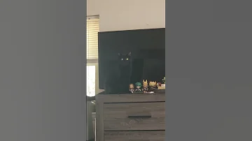 Yami The Anarchist Cat ViralHog 