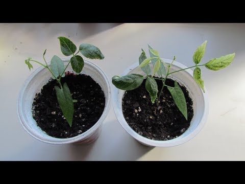 Vidéo: Clitoria Trifolié - Grimpeur Tropical