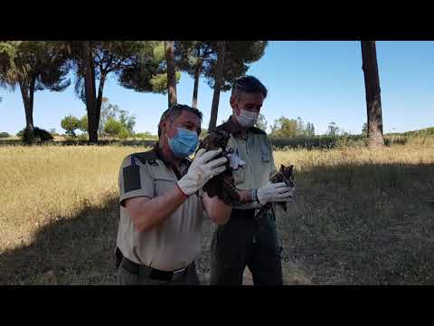 No te pierdas el regreso de los búhos de Hinojos a su bosque