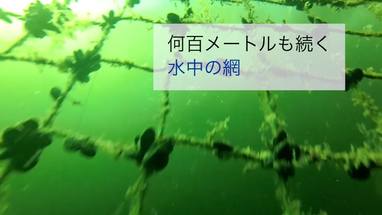 あなたに見られたくない サーモン養殖産業の真実 Youtube あなたに見られたくない サーモン養殖産業の真実 Youtube
