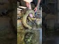 Anaconda Jumps Out Of Water For Pig! #snake