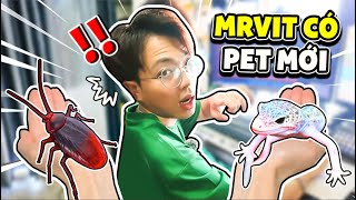 Mr Vịt Nhận Nuôi PET MỚI KINH HOÀNG với Hero Team | MrVit Vlog #23