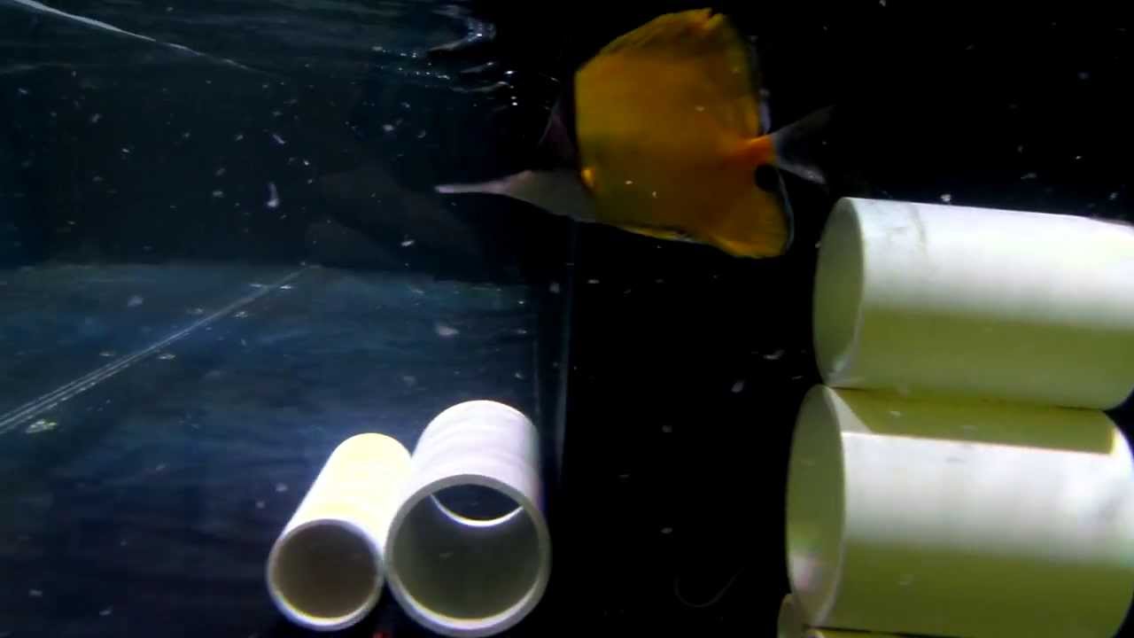 Reefwise: Big Longnose Butterflyfish (Forcipiger longirostris)