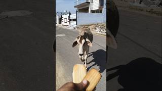 Chhoti Chhoti Gaiya 🐄✨ | Sweet Cow Feeding #Shorts #StreetAnimals #cowlove