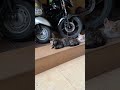 【インドの猫】お母さんの後ろにいるニャンズが何とも言えず可愛い #cat #kitten #子ネコ