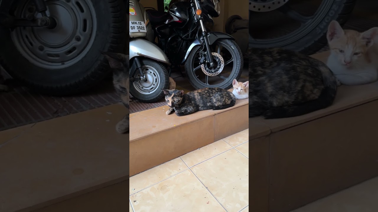 【インドの猫】お母さんの後ろにいるニャンズが何とも言えず可愛い #cat #kitten #子ネコ